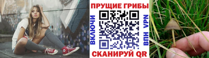 Псилоцибиновые грибы MAGIC MUSHROOMS Купить закладки Красный Холм